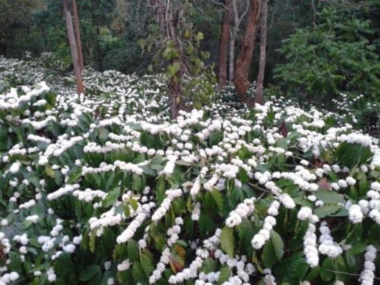 New Organic Home Stay Mudigere Bagian luar foto
