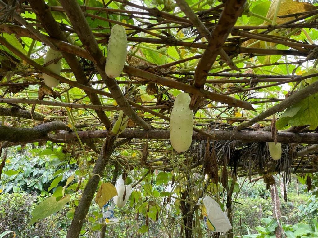 New Organic Home Stay Mudigere Bagian luar foto